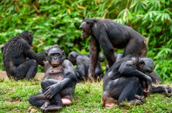 Ученые нашли сходство функций у лица человека и зада шимпанзе