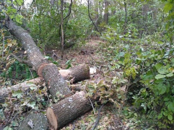 Прокуратура бьет тревогу: в Одесской области массово вырубают леса