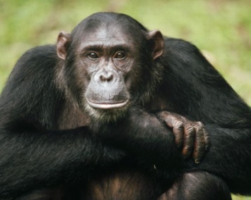 Ученые: Устойчивость к антибиотикам уничтожает популяцию шимпанзе