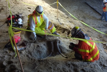 В США рабочие нашли останки мамонта во время строительства тоннеля метро