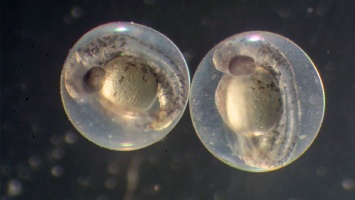 Биологи научились измерять консистенцию эмбрионов