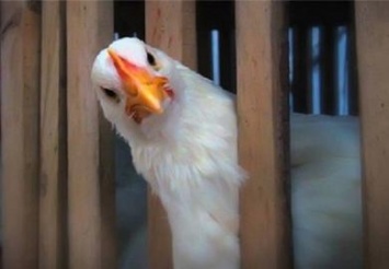 ЕС запретил поставки украинской птицы из-за птичьего гриппа