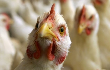 Роспотребнадзор: В Европе распространяется птичий грипп