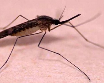 Ученые нашли малярию в останках жителей древнего Рима