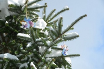 Рождественские ели Никитского сада. Их здесь 20 видов