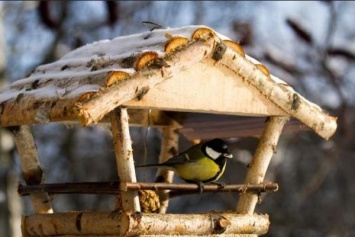 Мелитопольцы научатся делать кормушки для птиц на специальном мастер-классе