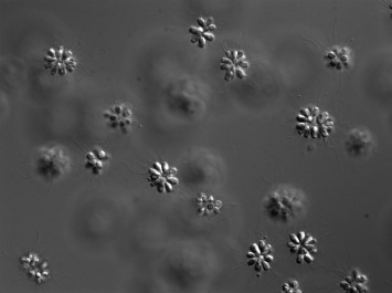 Бактерии оказались афродизиаком для одноклеточных