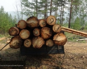 Российские ученые придумали, как модифицировать древесину для строительства опор
