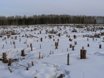 Кабмин попросили подчинить леса Украины профильному агенсттву
