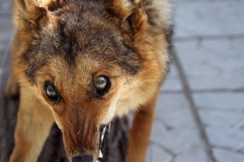 В Харьковской области бешеная собака укусила хозяйку