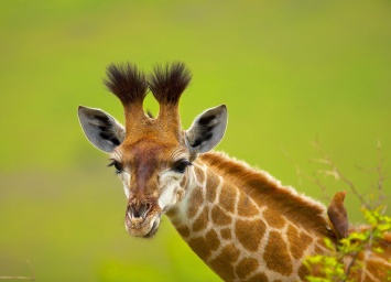 Ученые назвали жирафов исчезающим видом