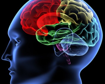 Новые исследования механизма работы мозга позволят лечить болезнь Альцмейгера