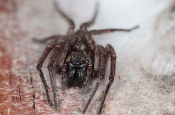 Биологи открыли три новых вида пауков-призраков, умеющих летать