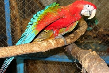 В харьковском зоопарке у попугаев ара вылупились птенцы (ВИДЕО)