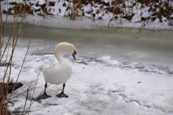 В Одесской области от мороза спасли лебедя, которого едва не растерзали собаки (ФОТО)