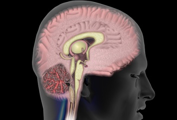 Ученые рассказали, что вызвало рост человеческого мозга
