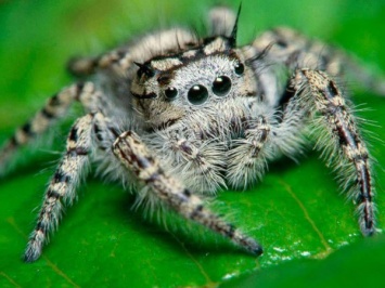 Ученые на острове Робинзона Крузо обнаружили летающих пауков