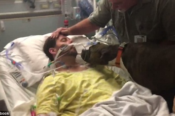 Соцсеть взорвало видео прощания собаки с умирающим хозяином