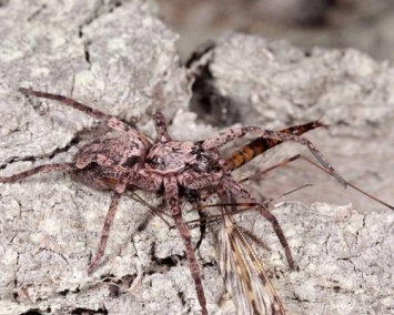 На острове Робинзон-Крузо обнаружены 3 вида летающих пауков-призракиов