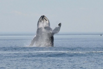 Ученые: Найден новый способ защиты китов от исчезновения