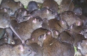 В Париже объявили войну крысам