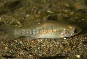 Рыбы выработали иммунитет к токсинам