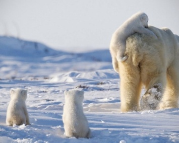 Ученые: Из-за таяния льдов треть белых медведей погибнет к середине века