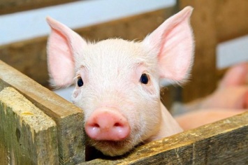 На Полтавщине - очередная вспышка чумы свиней