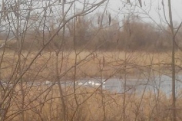 В Херсонской области спасатели освободили стаю лебедей, примерзших ко льду