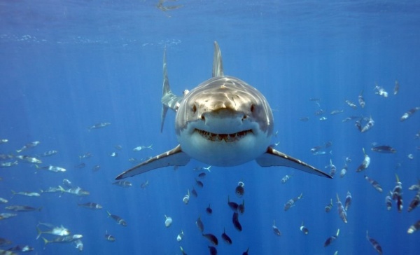Ученые объяснили, с чем связано снижение атак акул на людей в Калифорнии