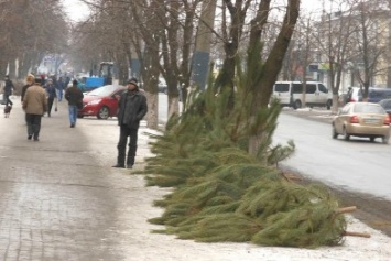 В Павлограде цены на елки кусаются