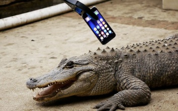 Безумный американец проверил iPhone 7 на прочность, засунув его в пасть аллигатору [видео]