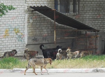 В Бердянске предложили создать специальное предприятие по решению проблемы бродячих животных