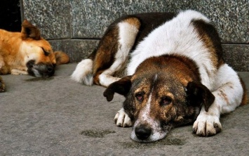 Власти Геническа намерены избавиться от большей части бродячих собак
