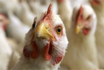 Фермерам Херсонщины не торопятся возмещать убытки из-за птичьего гриппа