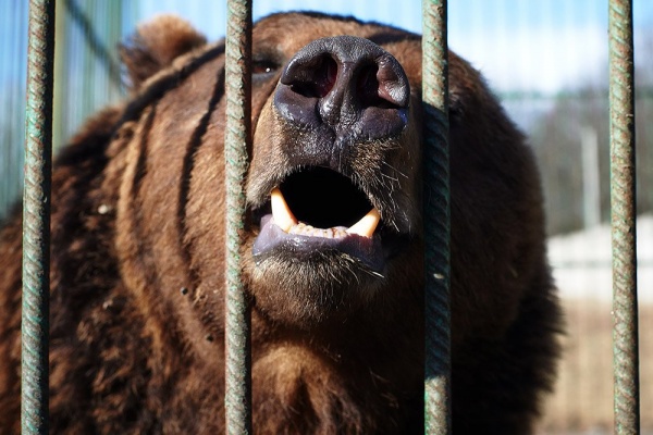 Медведя, откусившего девушке руку, перевезут в Московский зоопарк