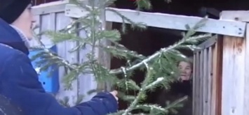В Тюменской области соседи подарили женщине елку взамен спиленной чиновниками