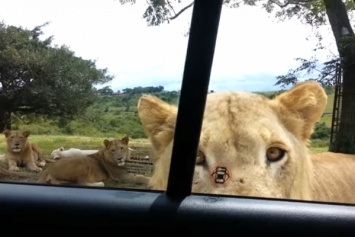 Опасное сафари: лев привел в ужас пассажиров, открыв дверь автомобиля - видео