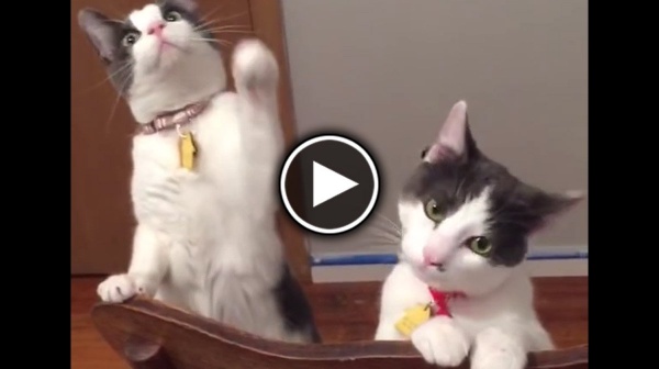 Смешная реакция кошек на вентилятор (ВИДЕО)