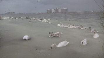 В Евпатории лебеди оказались в ледяном плену (ФОТО)