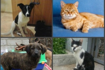 5 запорожских котов и собак, которые ищут хозяев, - ФОТО