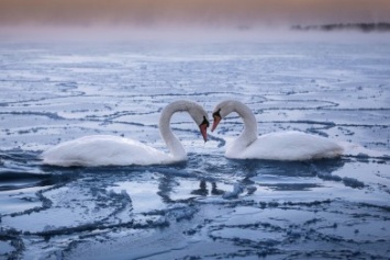 В Крыму из ледяного плена спасли двух лебедей (ФОТО)