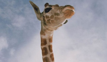 Уникальное фото суперсгибающегося жирафа