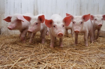В оккупированном Крыму свирепствует АЧС: уничтожено 1,5 тыс. свиней