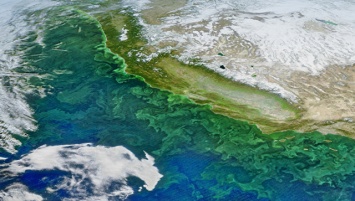 Ученые выяснили, откуда взялась "кислота зомби" у западных берегов США