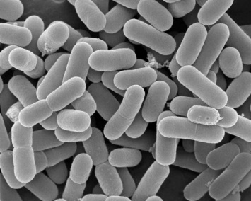 Ученые нашли микроорганизмы, осуществляющие фотосинтез "дуэтом"