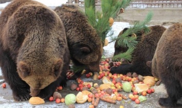 В морозы животные из херсонского зооуголка едят бутерброды с медом
