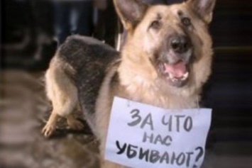 В Рождественский праздник в Бердянске травили собак