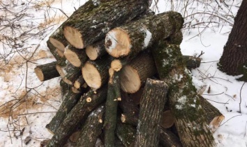В Каменском незаконно рубят деревья