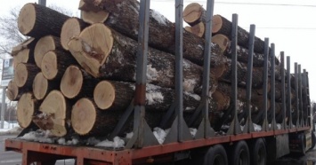 Эксперты: существенная часть лесозаготовки и деревообработки Украины находится в тени